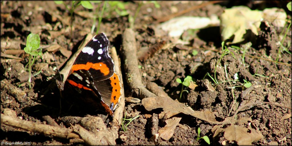 Vanessa atalanta, femmina